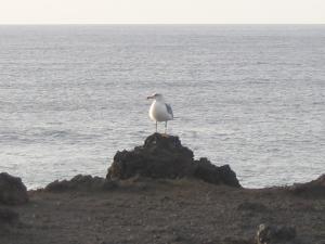 Möwe bei Los Hervideros