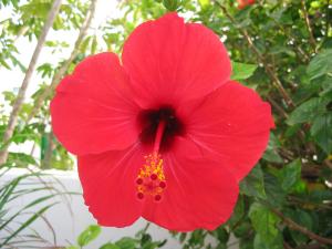 Blume im Hotelgarten