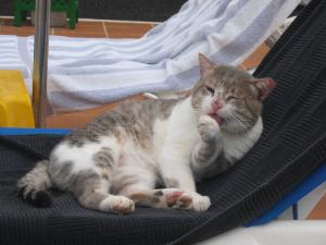 Hotelkater auf dem Liegestuhl eines Gasts