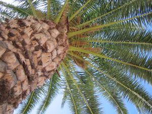Palme am Pool